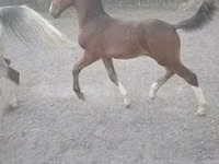 حصان, Dutch warmblood horse — الصورة 2