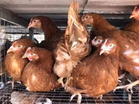 Chickens — الصورة 8