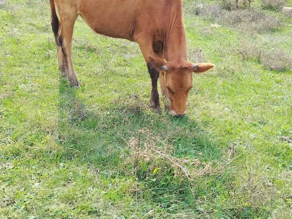 गाय, मवेशी