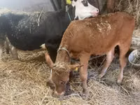 Kuh, Holstein-Rasse — Foto 2