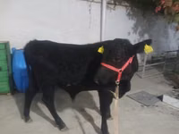 Bulle, Aberdeen-Angus — Foto 2