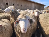 Sheep, Kuibyshev sheep — photo 4