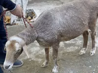 母羊, Sheep — 照片 4