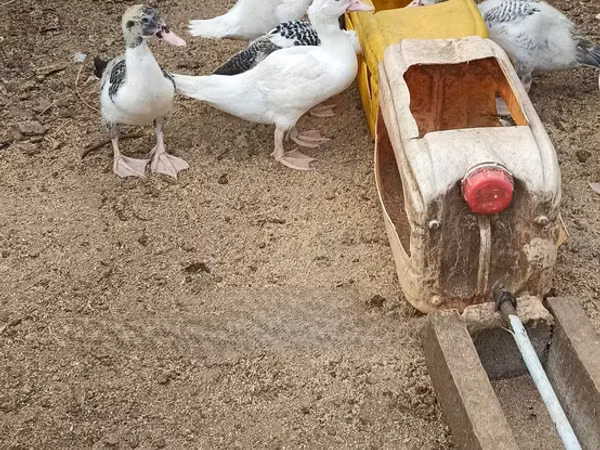 Ducks