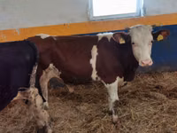Toro, Simmental cattle — foto 1