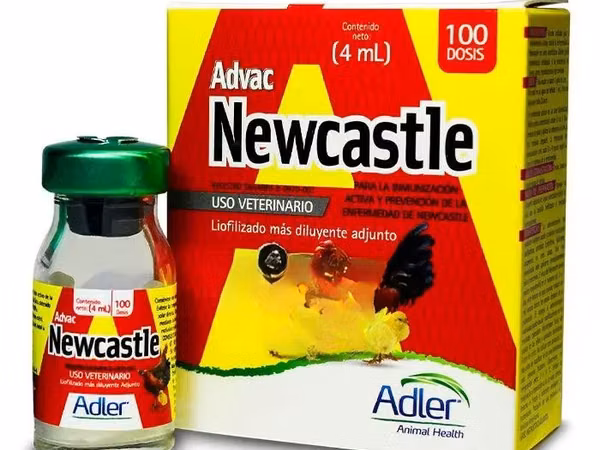 Newcastle Disease Vaccine for Chickens