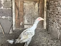 Chickens — photo 4