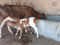 Kuh, Latvian Blue cattle — Foto 8