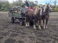 Caballo, Caballos — foto 4
