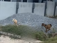 Cabras (lote, sexo no especificado), Cabras — foto 5