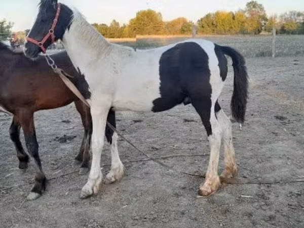 公马, Friesian