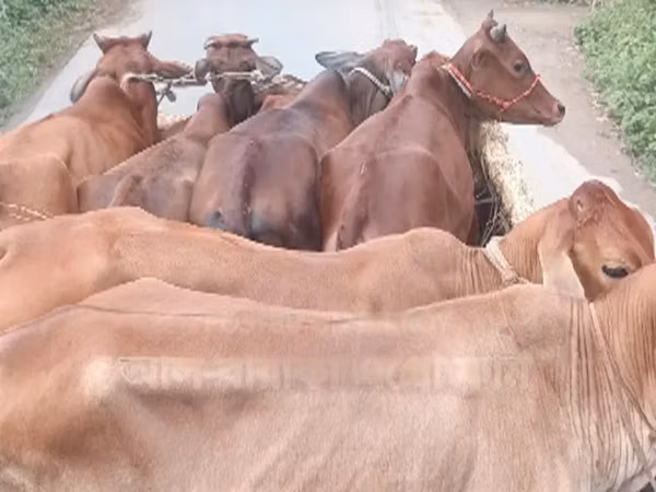 بقرة, Simmental cattle