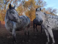 Stute, Appaloosa — Foto 3