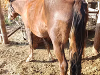 Mare, French Trotter — photo 7