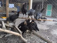 Chickens — photo 3