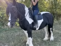 Stute, Gypsy horse — Foto 4