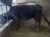 Cow, Cattle — photo 2