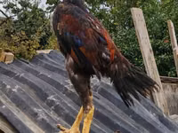 Guinea fowl — photo 1