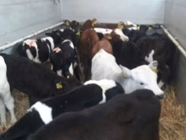 牛只（批次，未指定性别）, Russian Black pied cattle