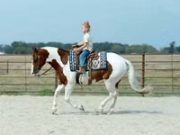 Hengst, Quarter Horse — Foto 7
