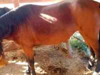 Mare, French Trotter — photo 3