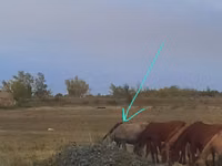 فرس, Priob horse — الصورة 2