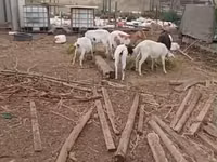 Goats (batch, sex not specified), Goats — photo 1