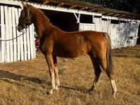 Stute, Dutch warmblood horse — Foto 3