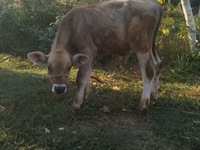 सांड, Swiss cattle — फ़ोटो 3