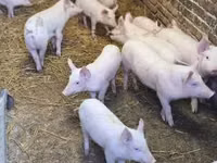Pigs (batch, sex not specified) — photo 1