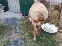 Widder, Rhon sheep — Foto 3