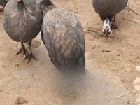 रॉयल पर्पल — फ़ोटो 5