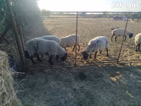 Schaf, White Suffolk sheep — Foto 4