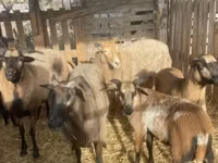 Widder, Cameroon sheep — Foto 5