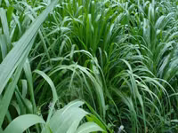 Napier Grass for Goat, Sheep's, Catle, Rabit, Grasscuter Etc — फ़ोटो 4
