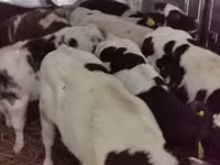 Bull, Russian Black pied cattle — photo 5