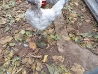 بوليش — الصورة 4