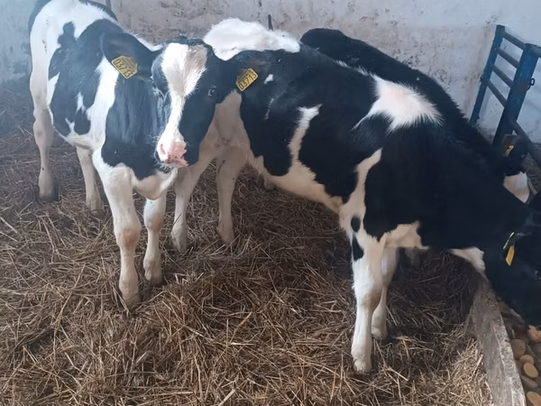 بقرة, Russian Black pied cattle