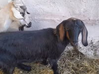 عنزة, Nubian Goat — الصورة 5