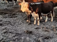 Toro, Cabeza Blanca Ucraniana — foto 2