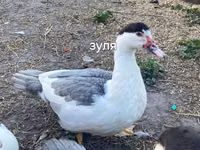 مسكوفي منزلي — الصورة 2