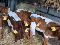 أبقار (دفعة، الجنس غير محدد), Simmental cattle — الصورة 8