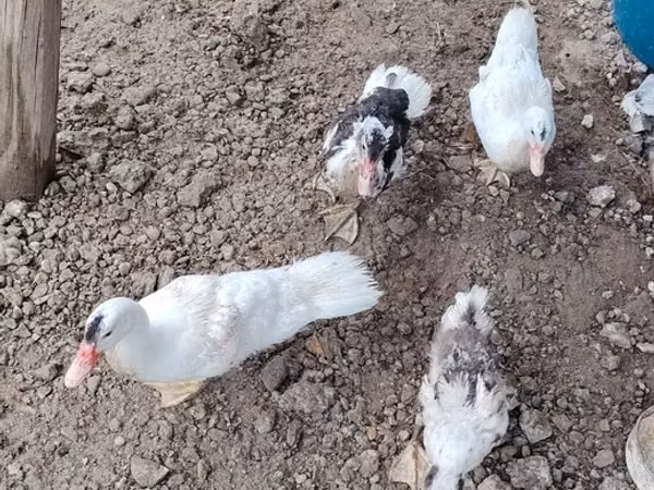 Ducks