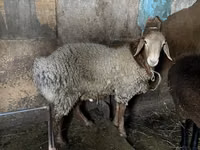 公羊, Rhon sheep — 照片 5