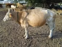 بقرة, Simmental cattle — الصورة 4