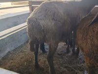 भेड़, Arabi sheep — फ़ोटो 3