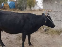 Cow, Russian Black pied cattle — photo 3