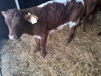 Bull, Limousin cow — photo 1