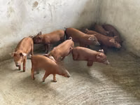 Pigs (batch, sex not specified) — photo 2