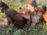 براهما — الصورة 5